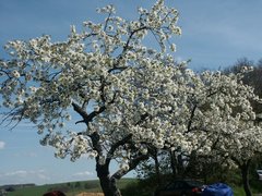 Streuobstwiesen