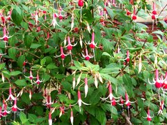 Fuchsien