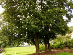 Kreisgartentag - Fuehrung Klostergarten