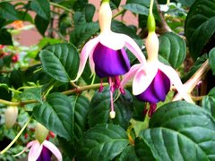 Fuchsien