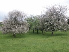 Streuobstwiesen