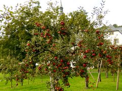 Kreisgartentag - Fuehrung Klostergarten